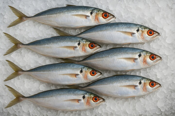 Obraz premium Freshly Caught Mackerel Fish Neatly Arranged on Ice for Market Display and Seafood Sales