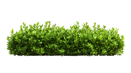 Isolated green bush on black background for architectural visualization design