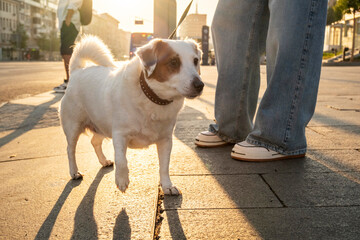 An attentive dog stands beside its owner on a city street during sunset. The atmosphere conveys a...