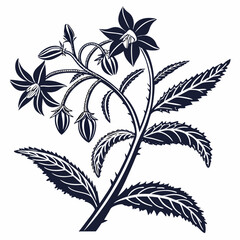 black and white borage