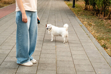 Walking a Happy Dog on an Autumn Park Pathway