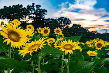 あけぼの山農業公園　ひまわり畑
