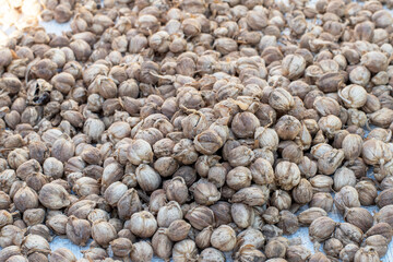 Cardamom (Elettaria cardamomum) is a drink ingredient or traditional medicine.