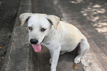 Obraz premium A sick stray dog ​​is looking for help.