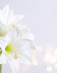 Fototapeta premium Amaryllis flower background