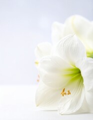 Obraz premium Amaryllis flower background