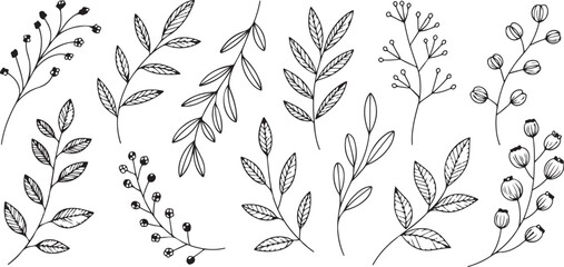 Fototapeta premium Leaf and Berry Branch Illustrations for Elegant Botanical Design Project