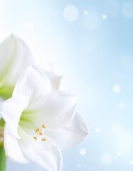 Amaryllis flower background