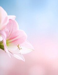 Obraz premium Amaryllis flower background