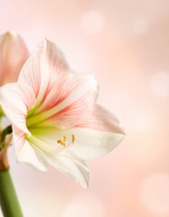 Amaryllis flower background