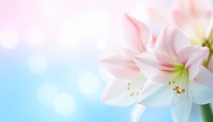 Fototapeta premium Amaryllis flower background