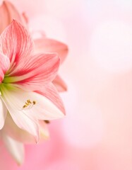Amaryllis flower background