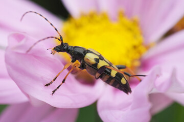 Closeup on a spotted longhorn beetle, Leptura maculata on a pink flower in the garden