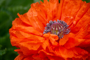 Red fluffy poppies among summer greenery. Soft focus. Close-up. Summer background