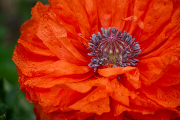 Red fluffy poppies among summer greenery. Soft focus. Close-up. Summer background
