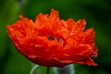 Red fluffy poppies among summer greenery. Soft focus. Close-up. Summer background