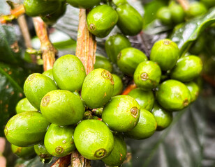 Unripe Coffee Bean on Tree Branch
