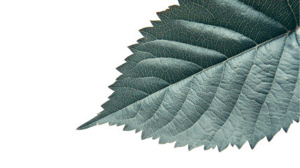 Close up of a green leaf showing detailed veins and serrated edges   isolated on transparent background