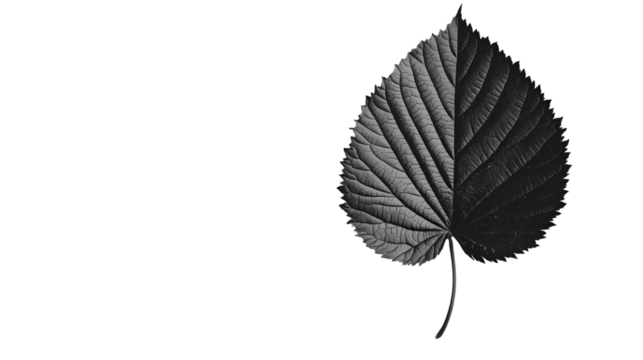 A grayscale image of a leaf with detailed veins  a dark  in high contrast isolated on transparent background