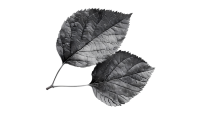Two leaves in grayscale displaying detailed veins and textured surfaces   isolated on transparent background