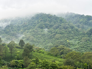 Obraz premium Lush Green Hillside Landscape with Fog
