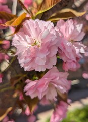 Sakura tree blossom in a decorative park area. The cherry blossom season creates a mood in the spring. Full, richly petaled, delicately pink flowers are densely arranged on the branches of the tree