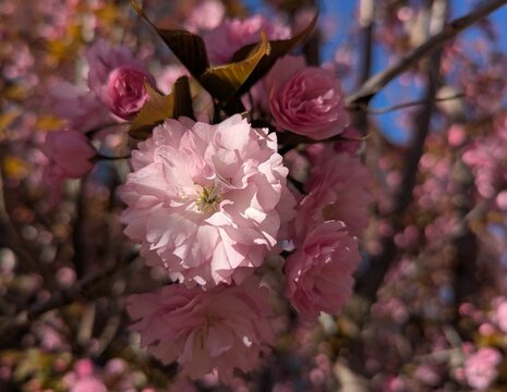 Sakura tree blossom in a decorative park area. The cherry blossom season creates a mood in the spring. Full, richly petaled, delicately pink flowers are densely arranged on the branches of the tree