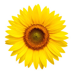 Fototapeta premium Yellow Sunflower Blossom on Transparent Background