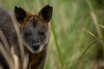 A Swamp wallaby (Wallabia bicolor) feeding.