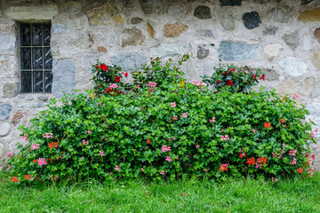 Bosquet fleuri le long d'un mur en pierre
