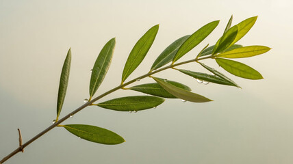 Fototapeta premium Olive tree branch with green leaves isolated on light beige background