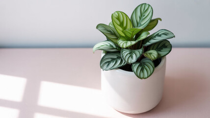 Indoor green plant with broad leaves in a white pot