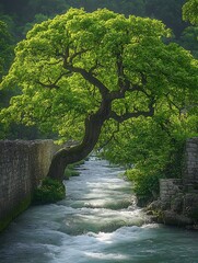 Lush tree arching over a rushing stream