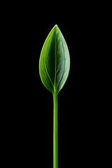 Fototapeta premium Single vibrant leaf against black background