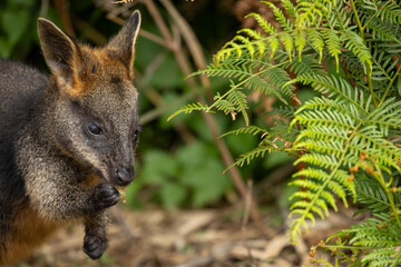 A Swamp wallaby (Wallabia bicolor) feeding.