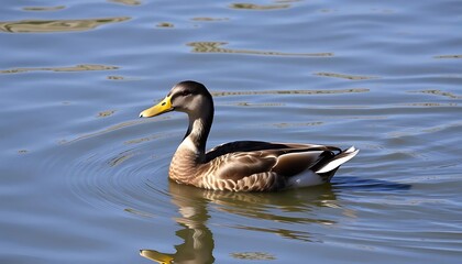 Fototapeta premium Tranquil Mallard Duck Swimming Gracefully on Rippling Waters, Creating Gentle Waves.