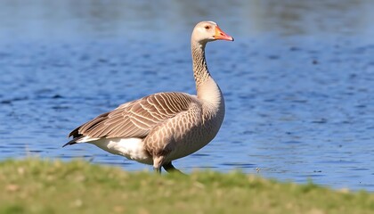 Fototapeta premium Elegant Greylag Goose Posing Gracefully by Lakeside on a Bright Summer Day.