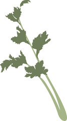 celery, herbal medicine and food, cooking ingredients