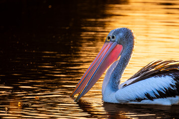 pelican on the water