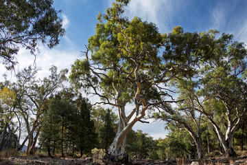 Golden Hour Sunset over Farmland near Serviceton, Victoria, Australia – Rural Landscape with Eucalyptus Trees and Rolling Hills