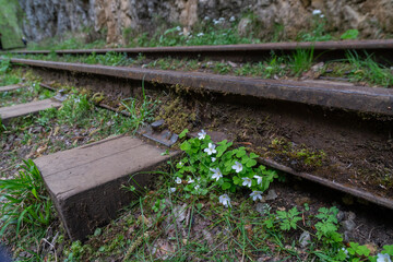Rails, Flowers, Abandoned Railroad Tracks in Lush Greenery