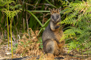 A Swamp wallaby (Wallabia bicolor) feeding.