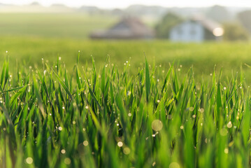 Tło z trawą w rosie i rozmyty domem.