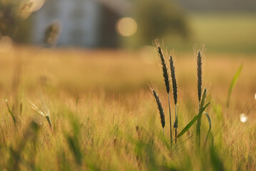 Tło z kłosami zboża o poranku.  © Elżbieta Kaps