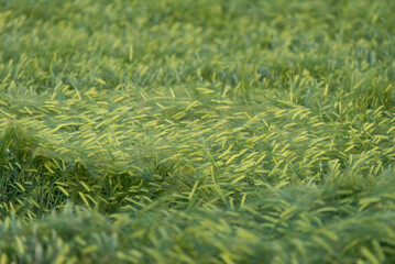 Dojrzewające zboże na polu, tło. © Elżbieta Kaps