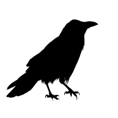 crow on a transparent background.