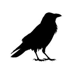 crow on a transparent background