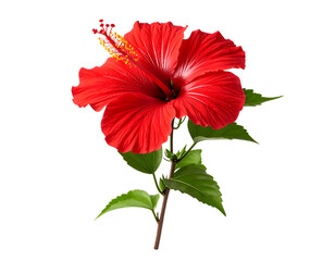 a red hibiscus flower isolated on transparent background 