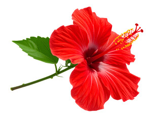 a red hibiscus flower isolated on transparent background 