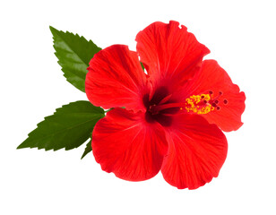 a red hibiscus flower isolated on transparent background 
